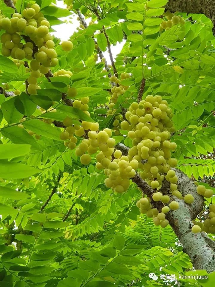 新加坡常见的绿果子 居然是印度 圣果 油柑子 Amla