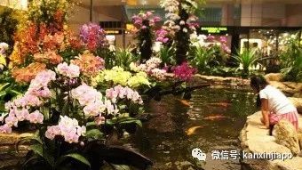 樟宜機場大批網紅地標和景點，即將“消失”！