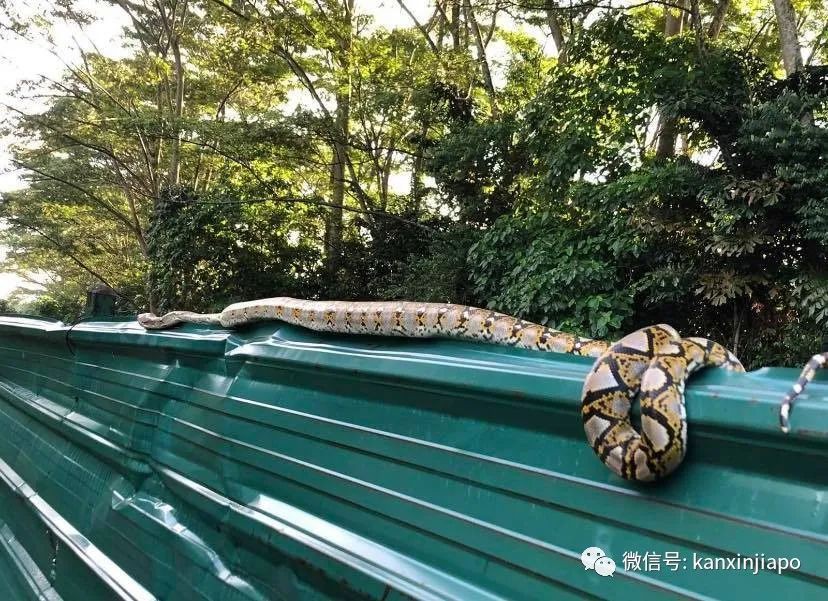 新加坡進入10年難遇的“黑暗”時刻，巨蜥蟒蛇等出沒市區