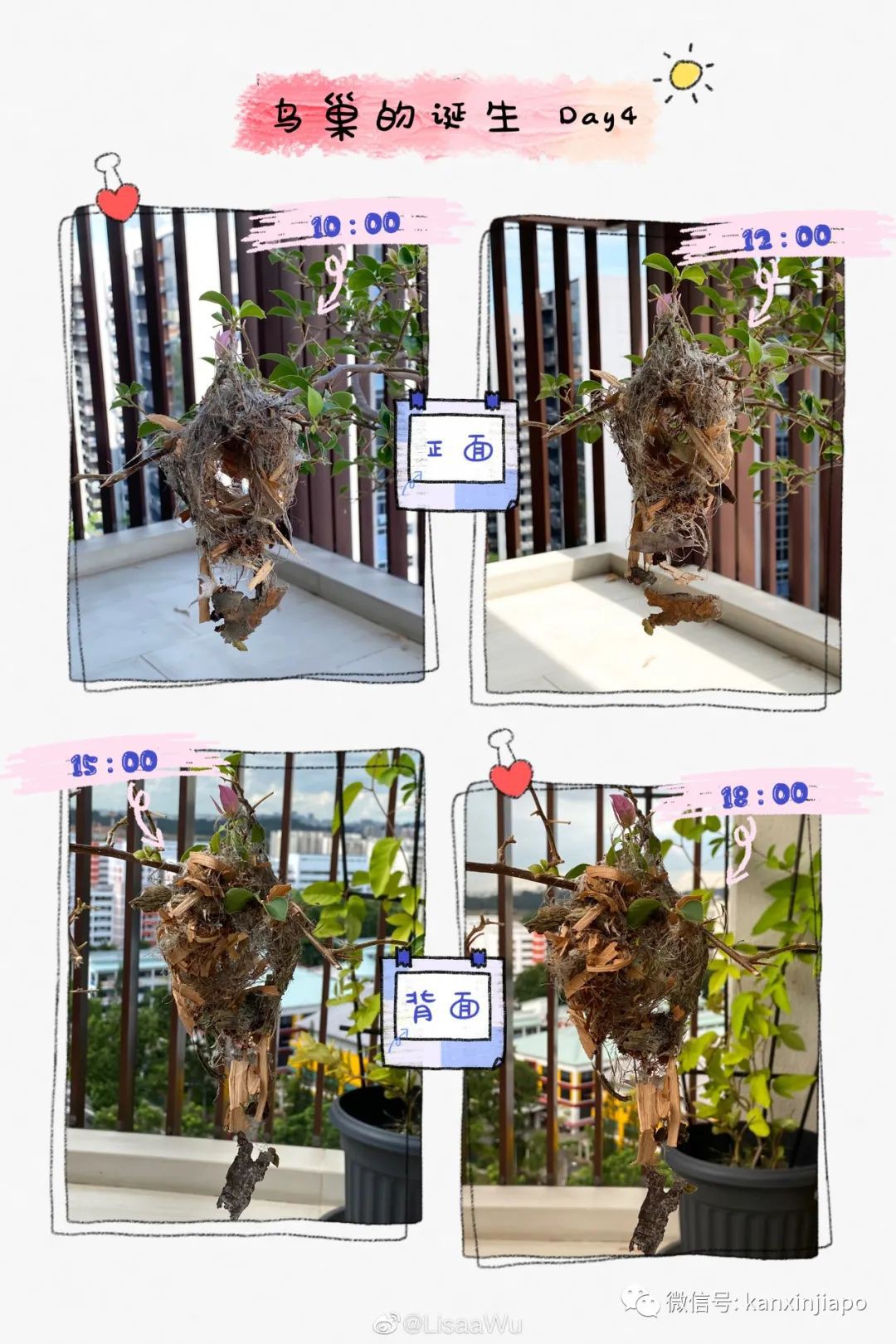 鏡頭全記錄：21天從無到有的鳥巢建築誕生曆程