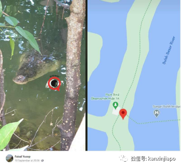 新加坡巨鳄潛伏路旁，孩童懵懂結隊相距不足2米圍觀