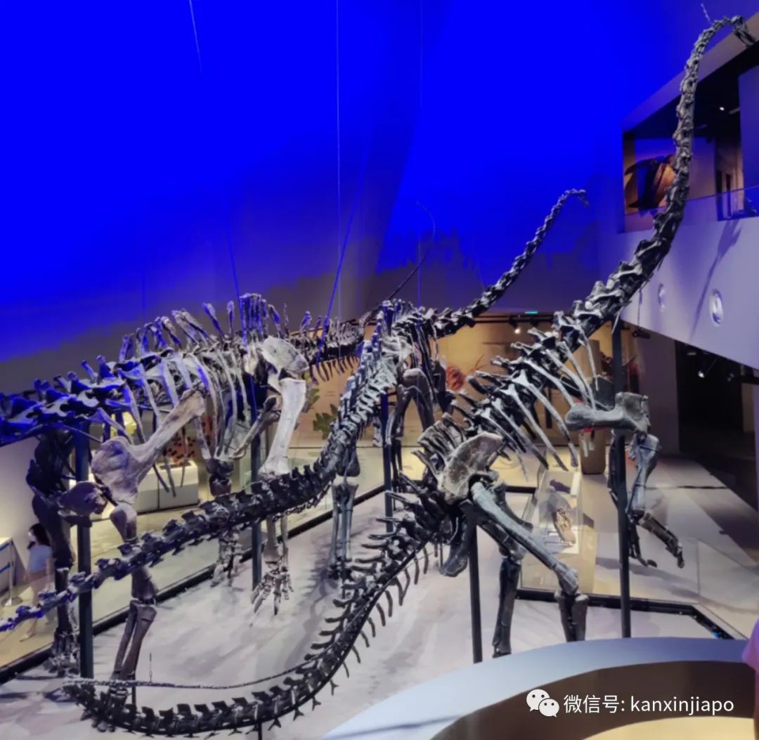 恐龙化石出现在新加坡 物种灭绝的4个传说