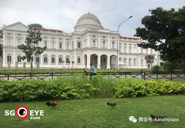 馬國昨確診人數再創新高，又一新加坡輸入；泰國連續出現本土病例