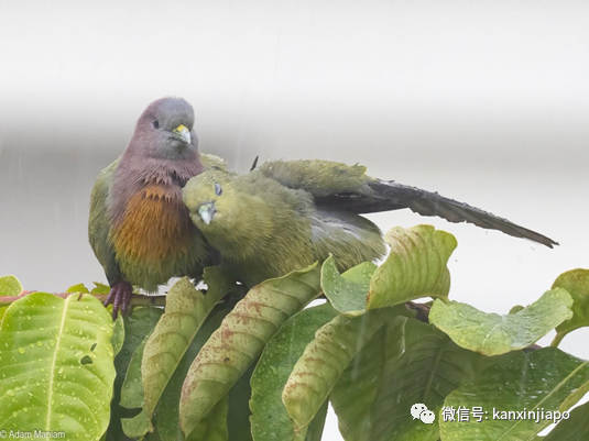 坡島鳥兒花式秀恩愛，一起幹了這碗狗糧