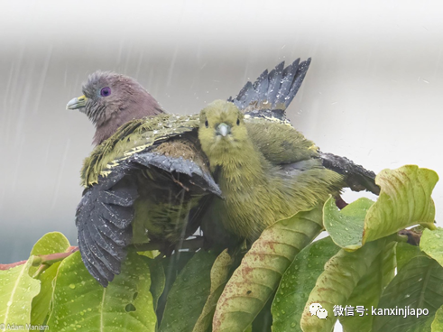 坡島鳥兒花式秀恩愛，一起幹了這碗狗糧