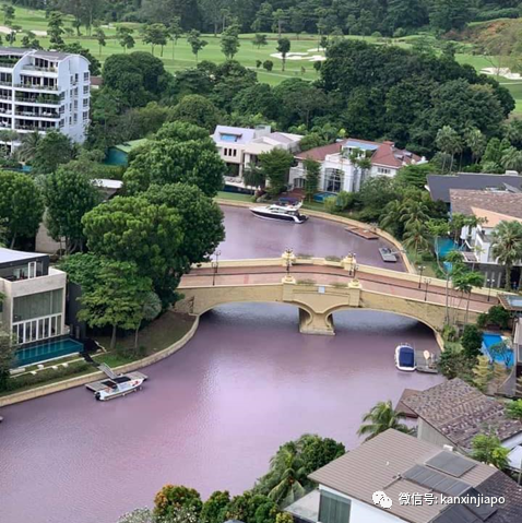 聖淘沙豪宅區水道轉粉色，數千死魚漂浮著！好浪漫又好詭異……