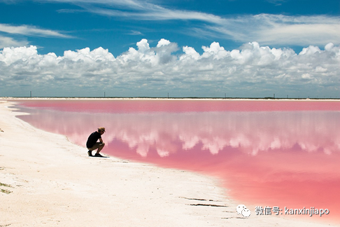 聖淘沙豪宅區水道轉粉色，數千死魚漂浮著！好浪漫又好詭異……