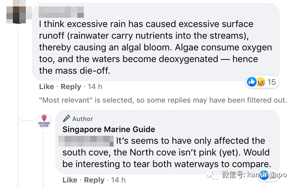 聖淘沙豪宅區水道轉粉色，數千死魚漂浮著！好浪漫又好詭異……