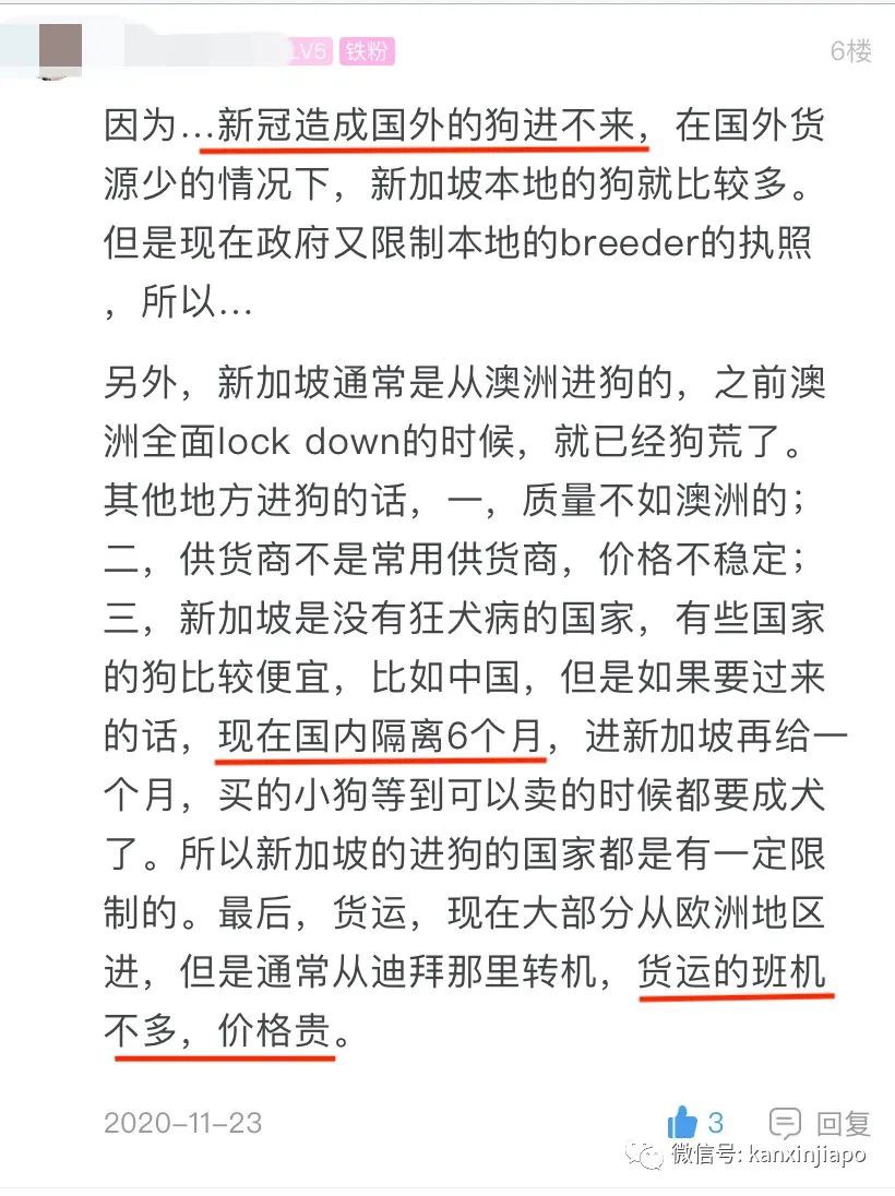 新加坡狗價半年狂飙600%，1萬2新幣一只的泰迪你能信？