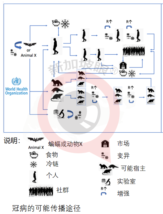 世衛組織：新冠病毒“極不可能”通過實驗室傳人