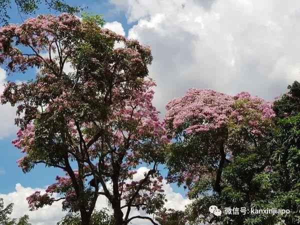 清明踏青，新加坡這些免費賞花地點送你~