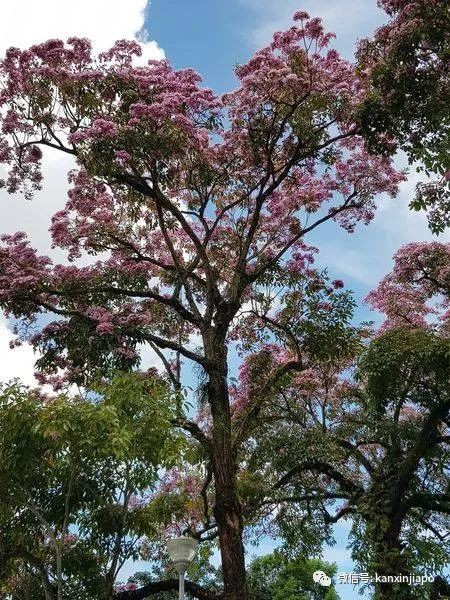 清明踏青，新加坡這些免費賞花地點送你~