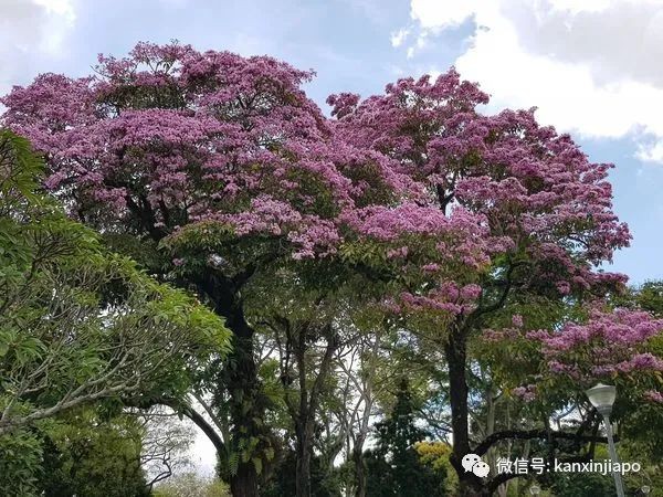 清明踏青，新加坡這些免費賞花地點送你~