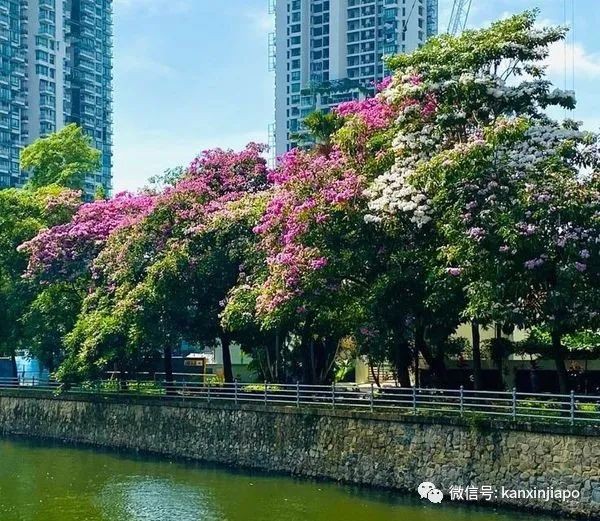 清明踏青，新加坡這些免費賞花地點送你~