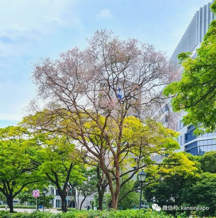 清明踏青，新加坡這些免費賞花地點送你~