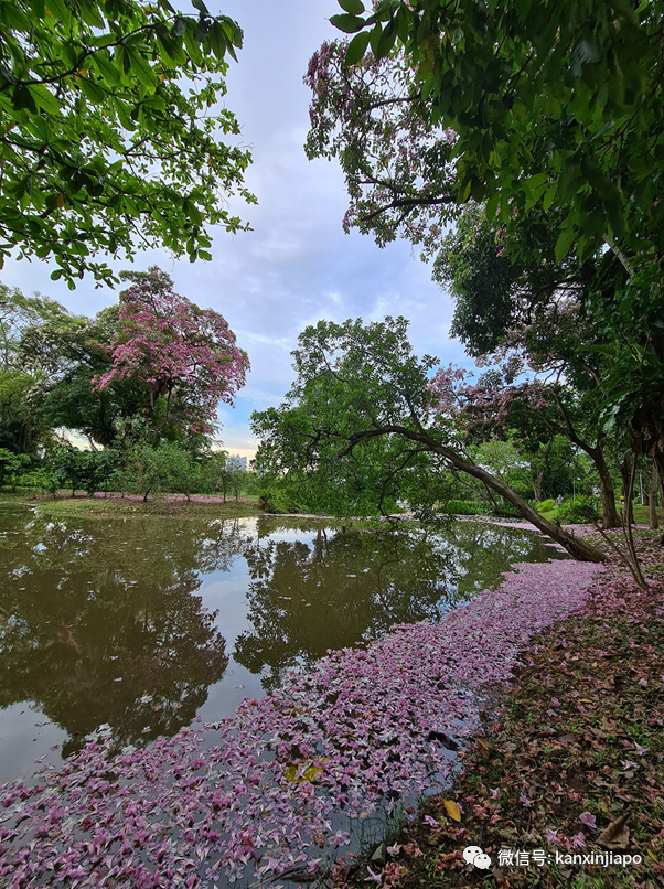 清明踏青，新加坡這些免費賞花地點送你~