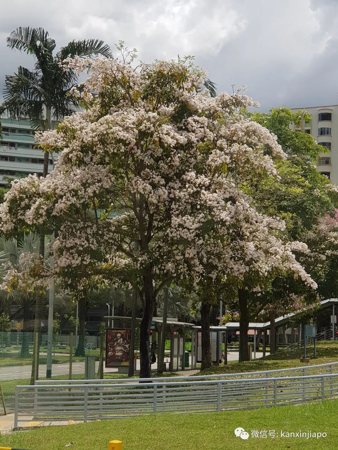 清明踏青，新加坡這些免費賞花地點送你~