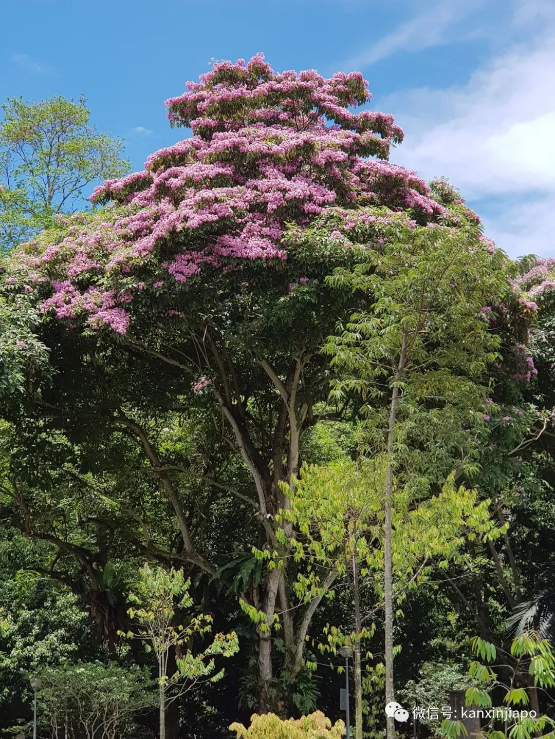 清明踏青，新加坡這些免費賞花地點送你~