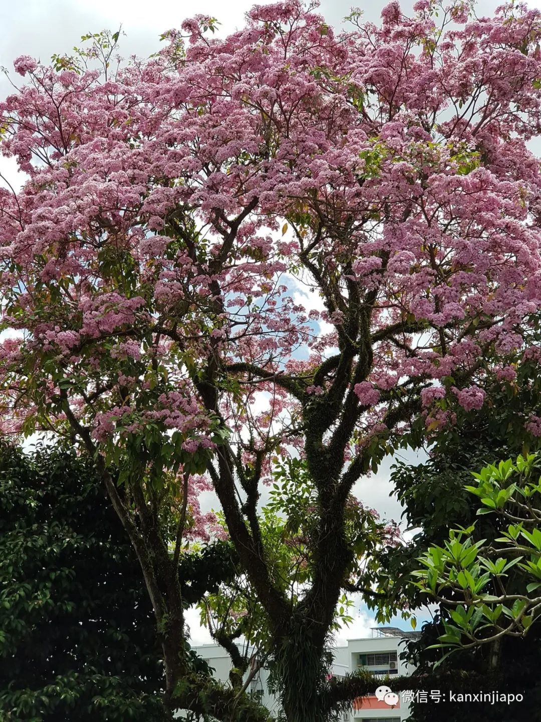 清明踏青，新加坡這些免費賞花地點送你~