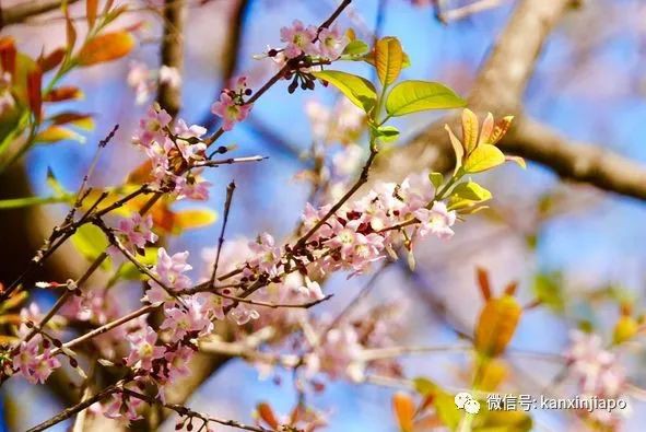 清明踏青，新加坡這些免費賞花地點送你~