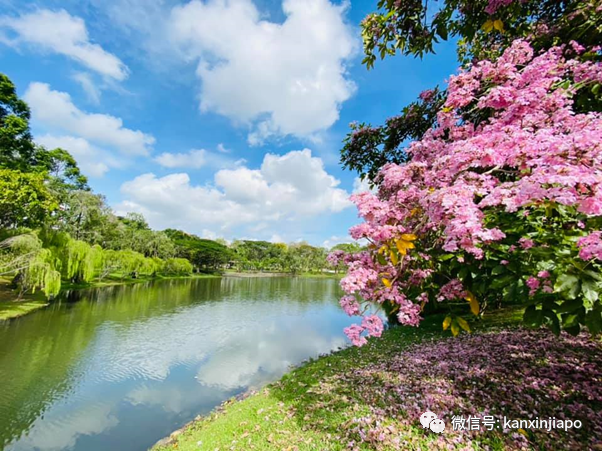 清明踏青，新加坡這些免費賞花地點送你~