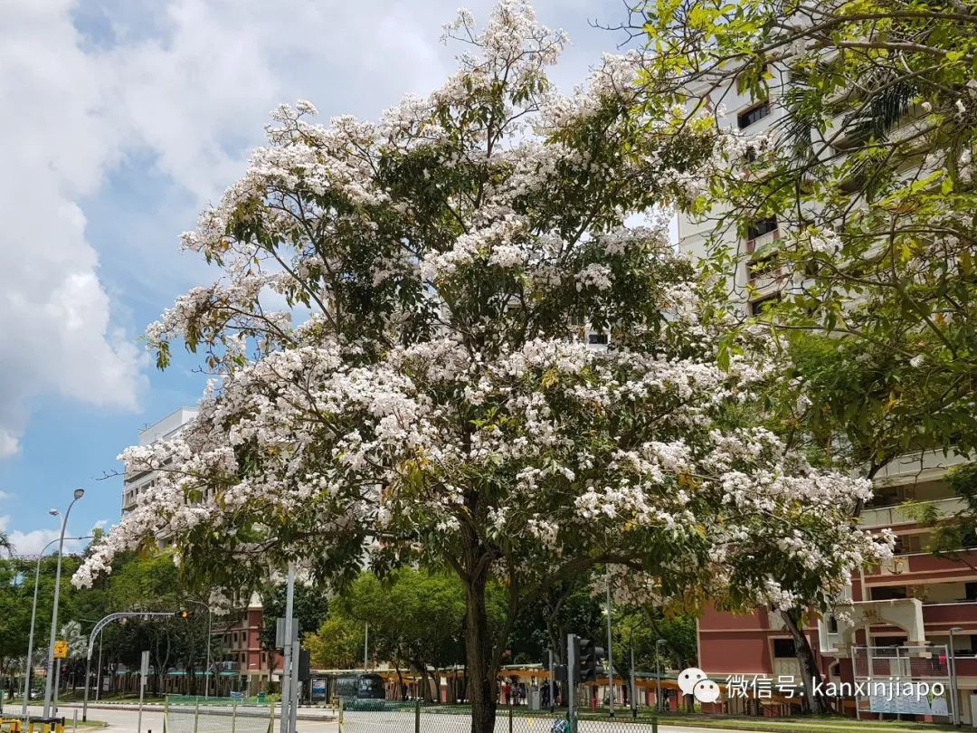 清明踏青，新加坡這些免費賞花地點送你~