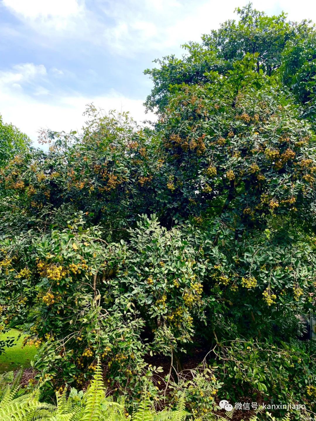 新加坡宅旅遊攻略，揭秘驚喜多多的植物園