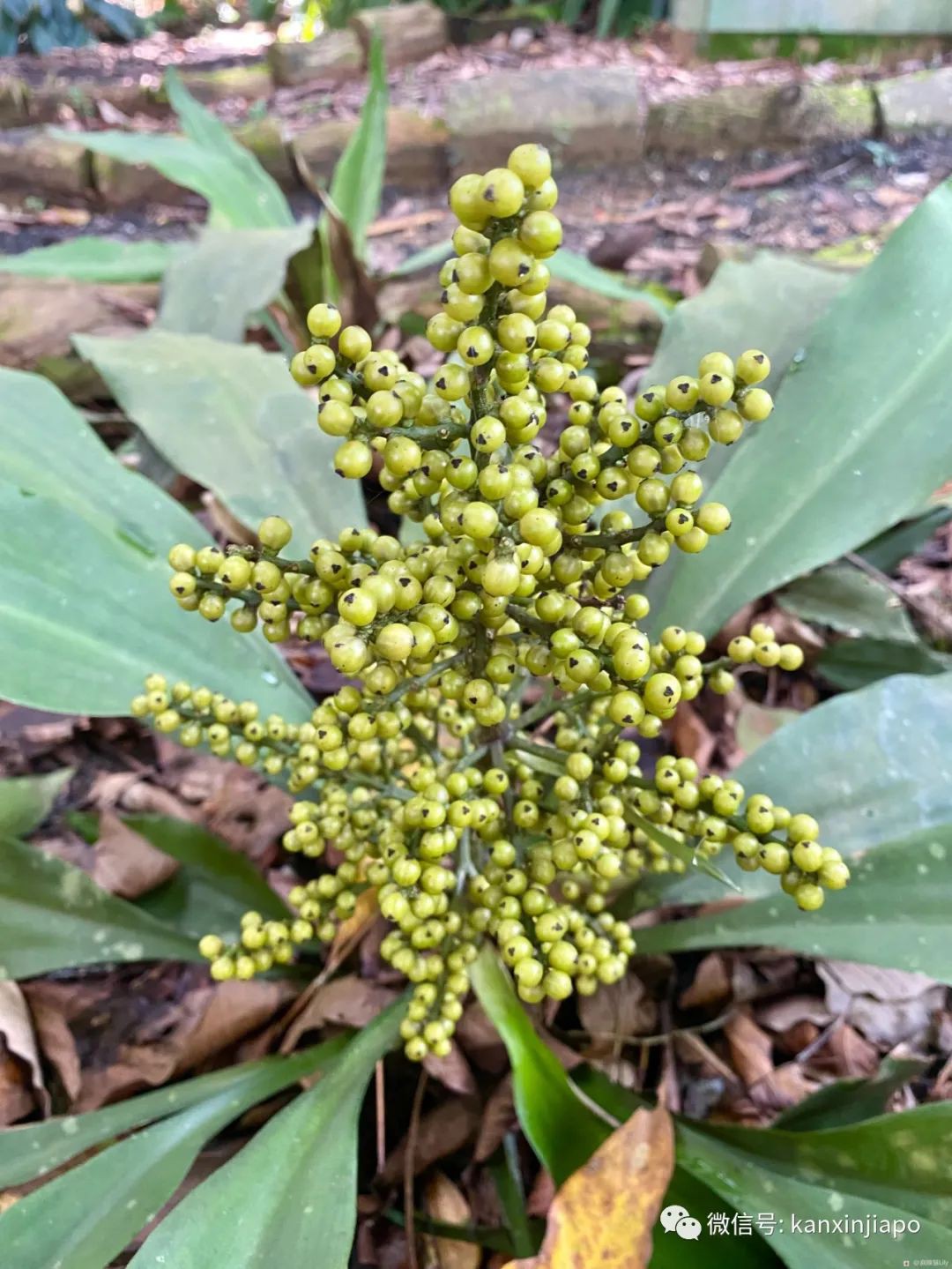 新加坡宅旅遊攻略，揭秘驚喜多多的植物園