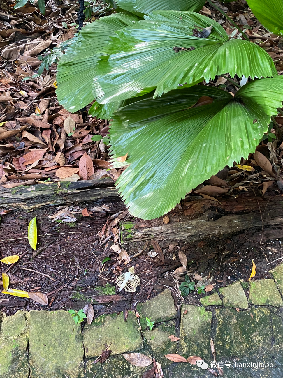 新加坡宅旅遊攻略，揭秘驚喜多多的植物園