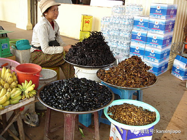 太重口味？新加坡青年居然將蟋蟀做成能量棒