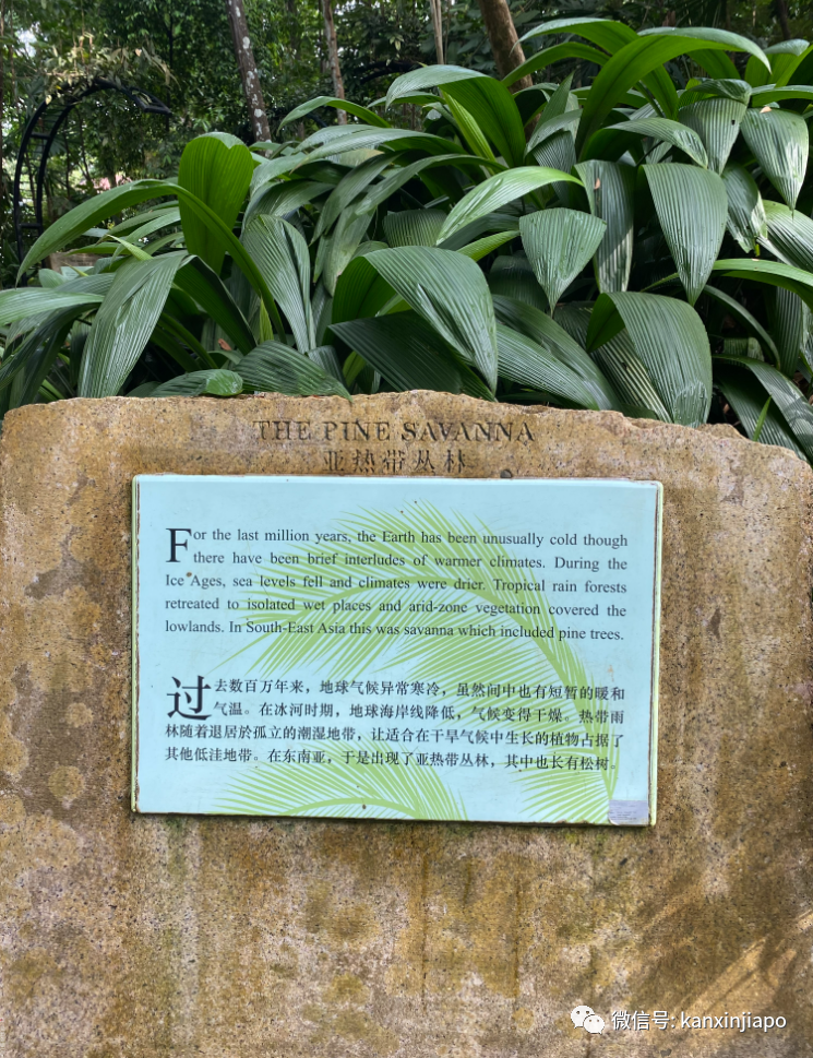 新加坡宅旅遊攻略，揭秘驚喜多多的植物園