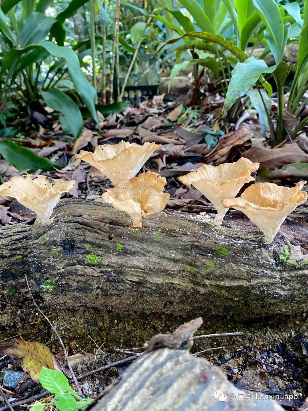 新加坡宅旅遊攻略，揭秘驚喜多多的植物園