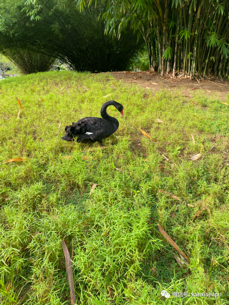 新加坡宅旅遊攻略，揭秘驚喜多多的植物園