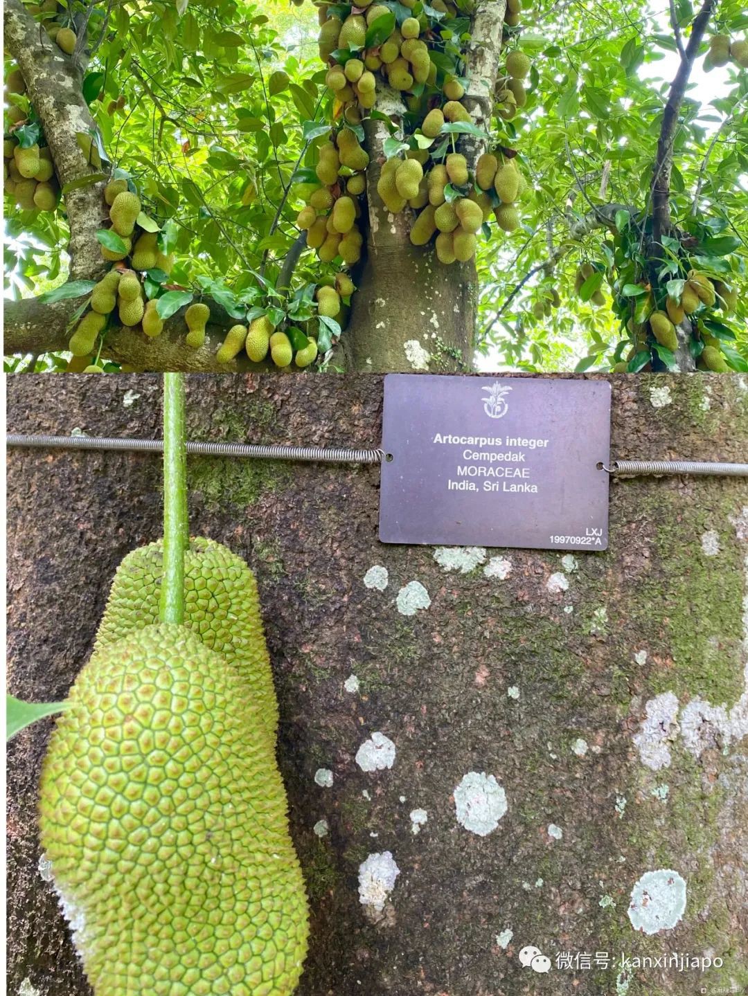 新加坡宅旅遊攻略，揭秘驚喜多多的植物園