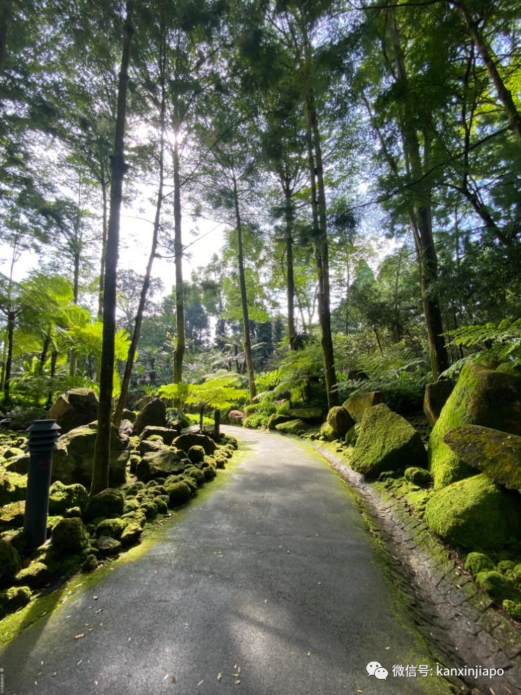 新加坡宅旅遊攻略，揭秘驚喜多多的植物園