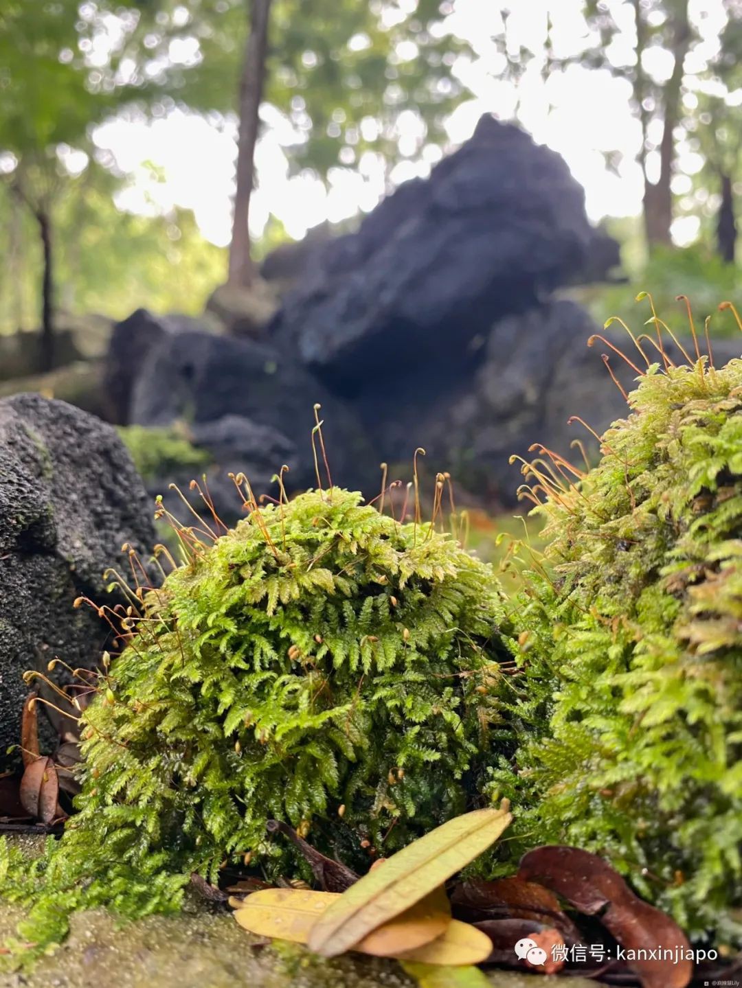 新加坡宅旅遊攻略，揭秘驚喜多多的植物園