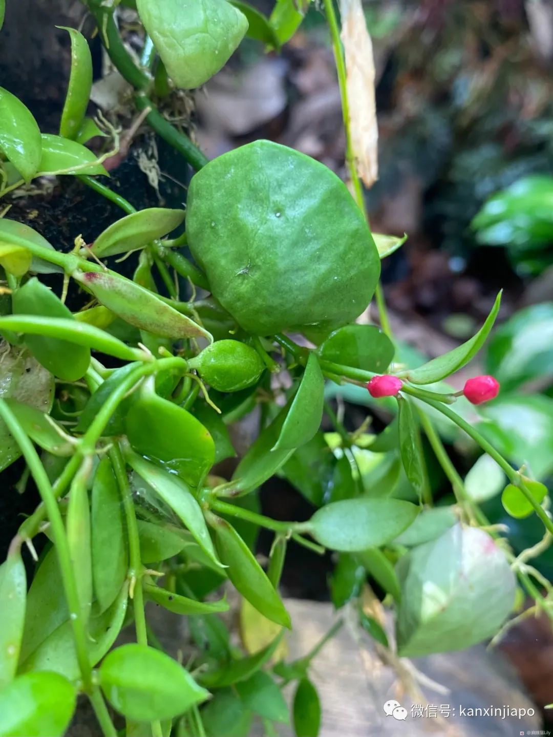 新加坡宅旅遊攻略，揭秘驚喜多多的植物園