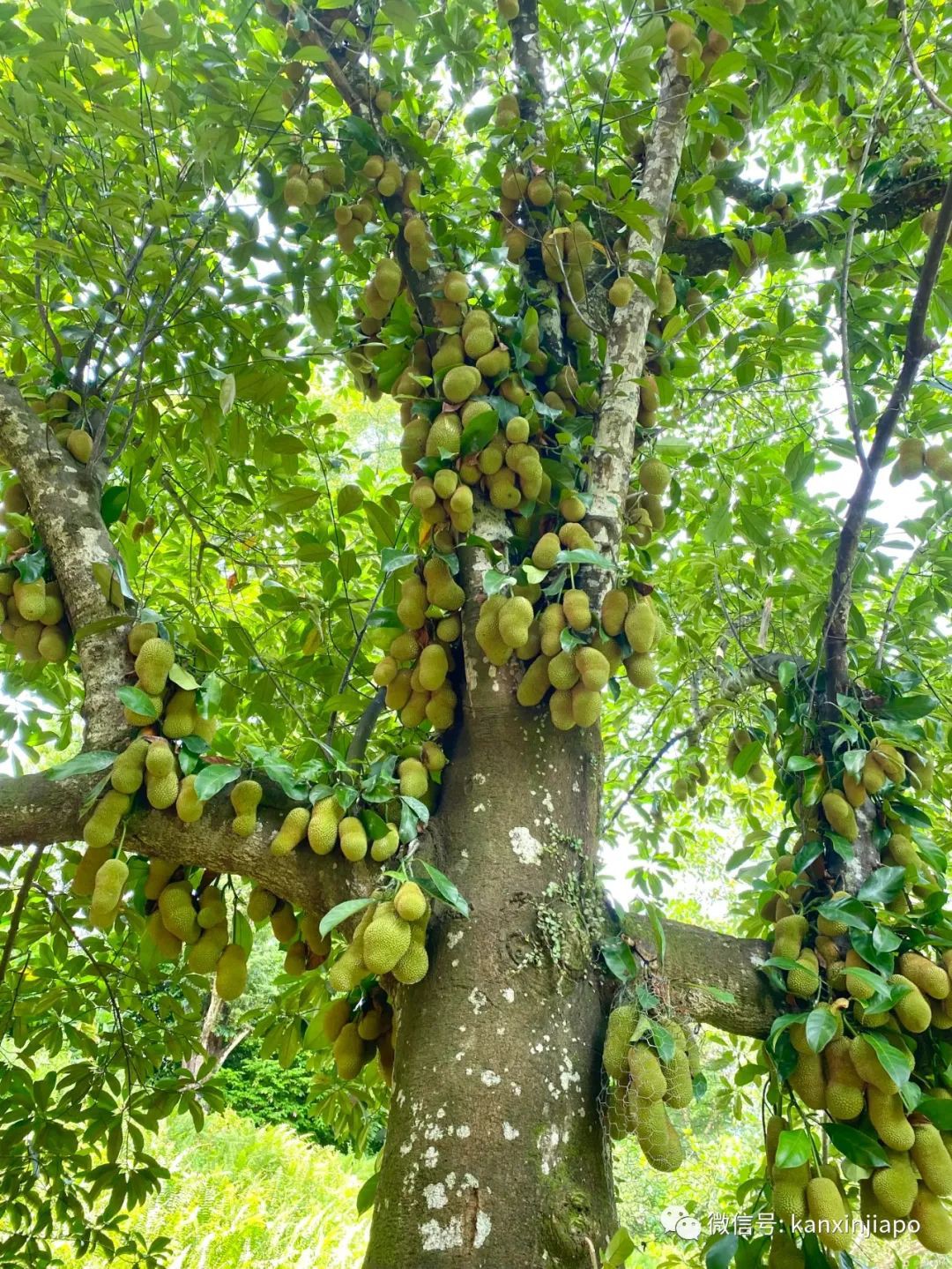 新加坡宅旅遊攻略，揭秘驚喜多多的植物園