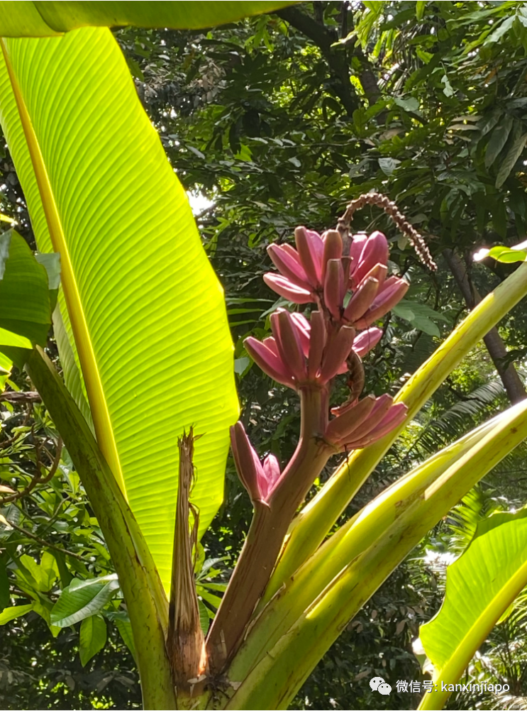 新加坡宅旅遊攻略，揭秘驚喜多多的植物園