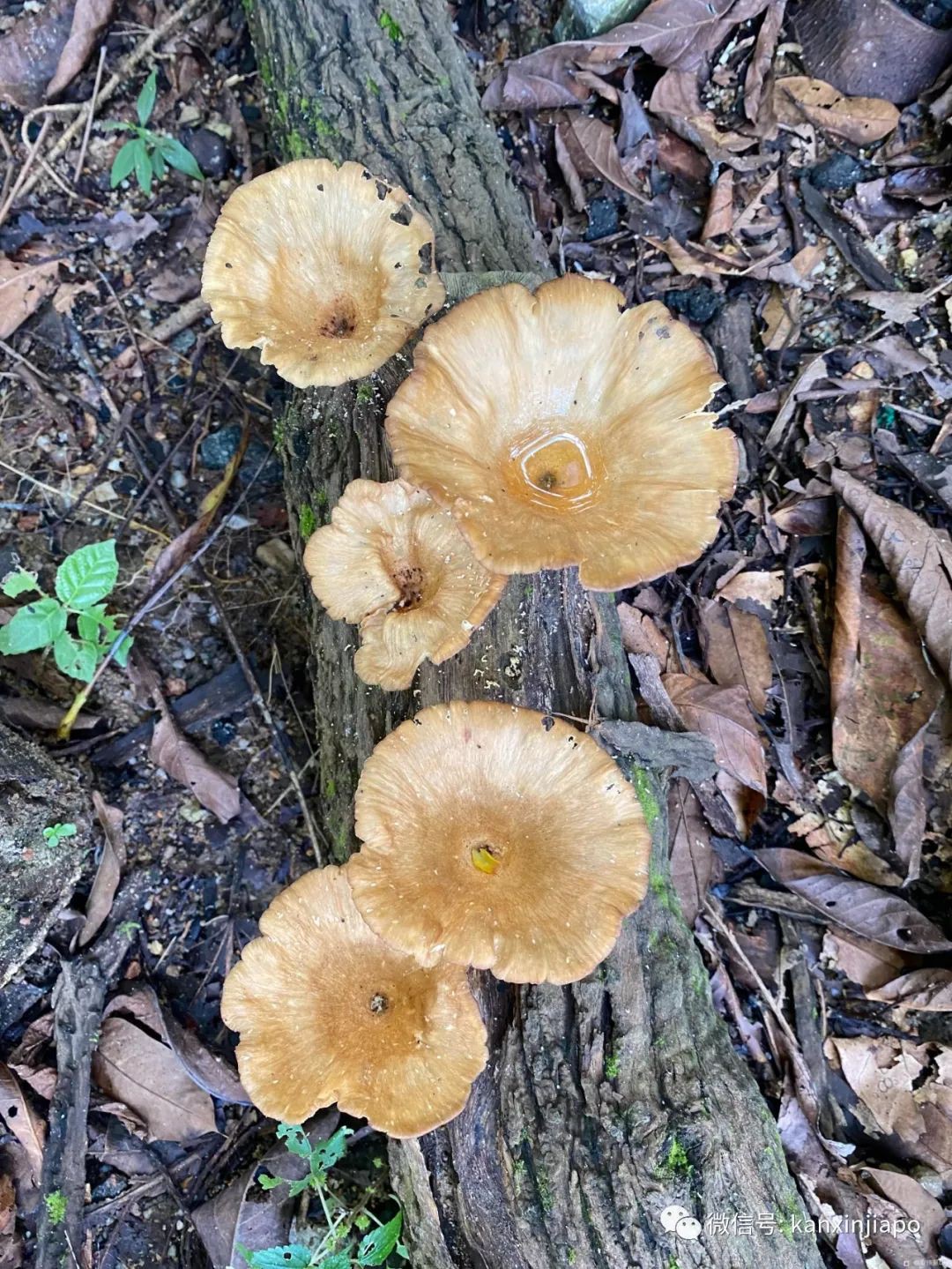 新加坡宅旅遊攻略，揭秘驚喜多多的植物園