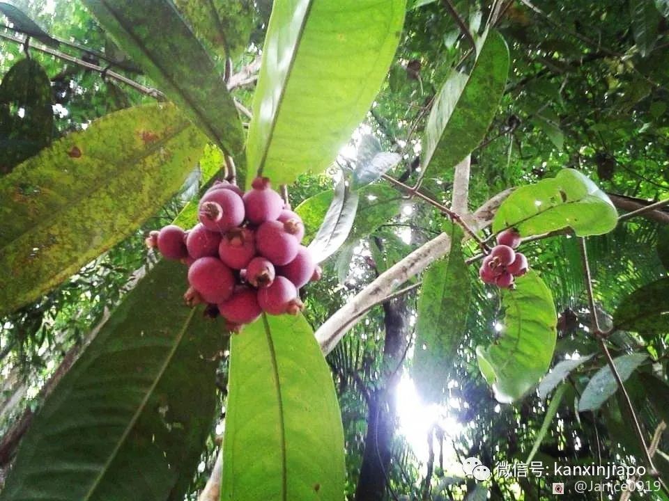 “比起榴梿，我更愛吃山竹”，水果皇後的營養價值原來這麽高