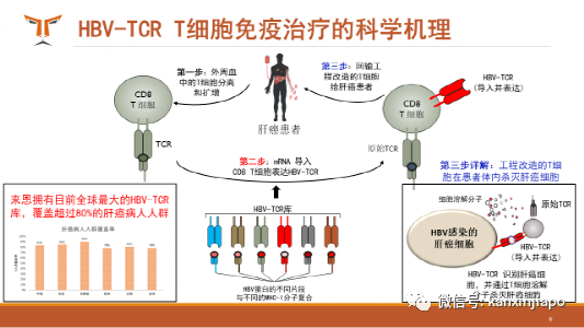 癌症治療有望，來恩生物TCR-T細胞免疫治療到達裏程碑