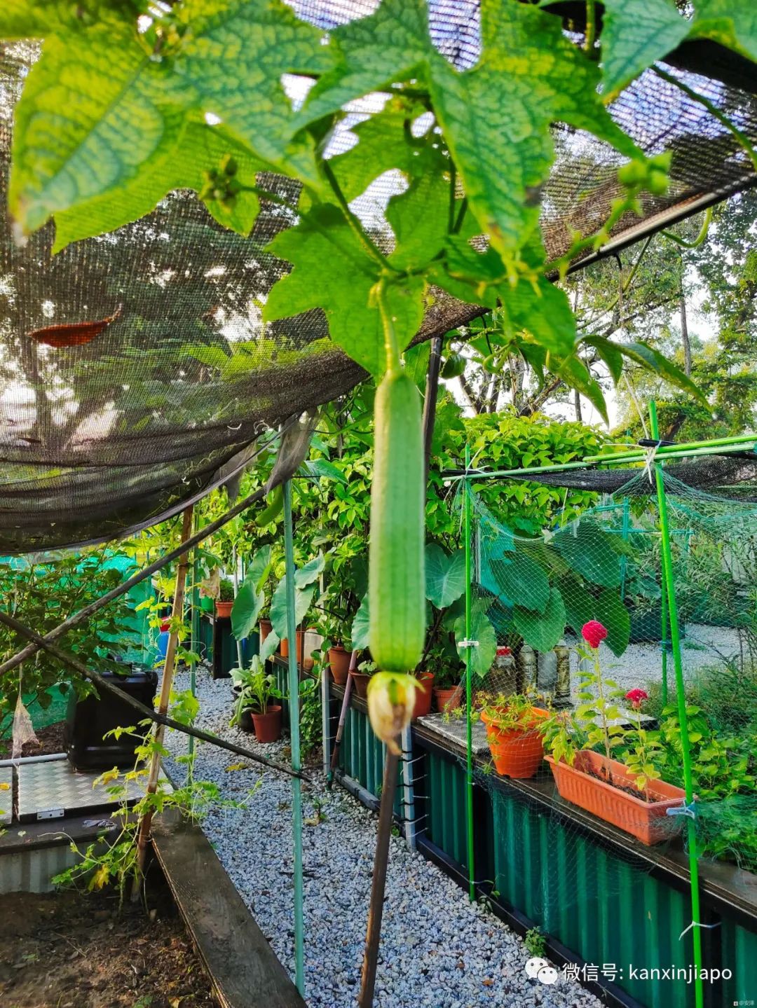 在新加坡這個人口高度密集的島國，田園生活竟是這樣的