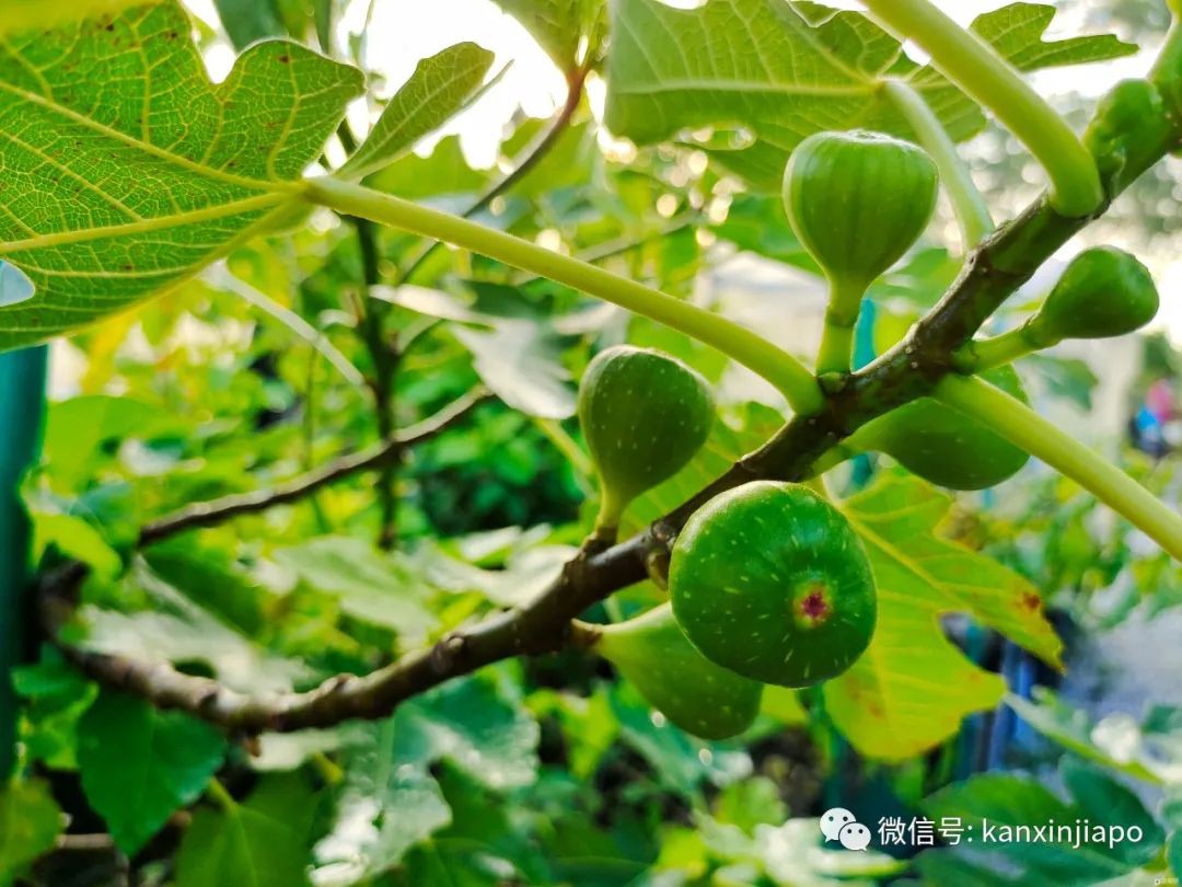 在新加坡這個人口高度密集的島國，田園生活竟是這樣的