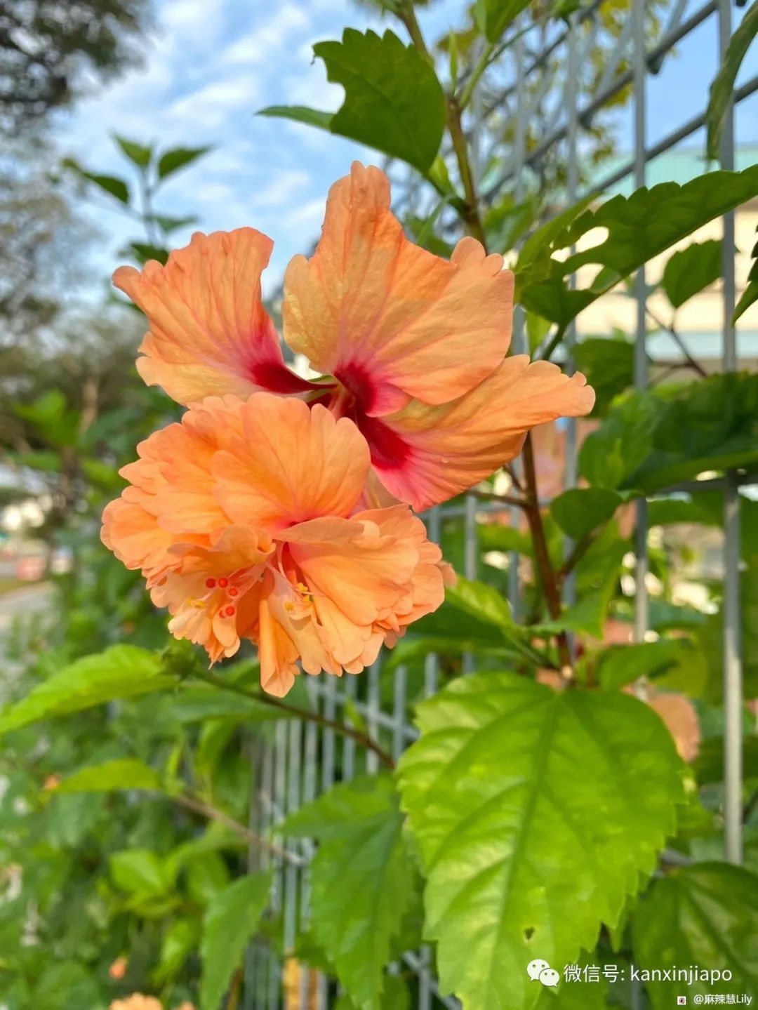 扶桑、木槿、大紅花...原來都是同一種花！還是馬國和韓國的國花