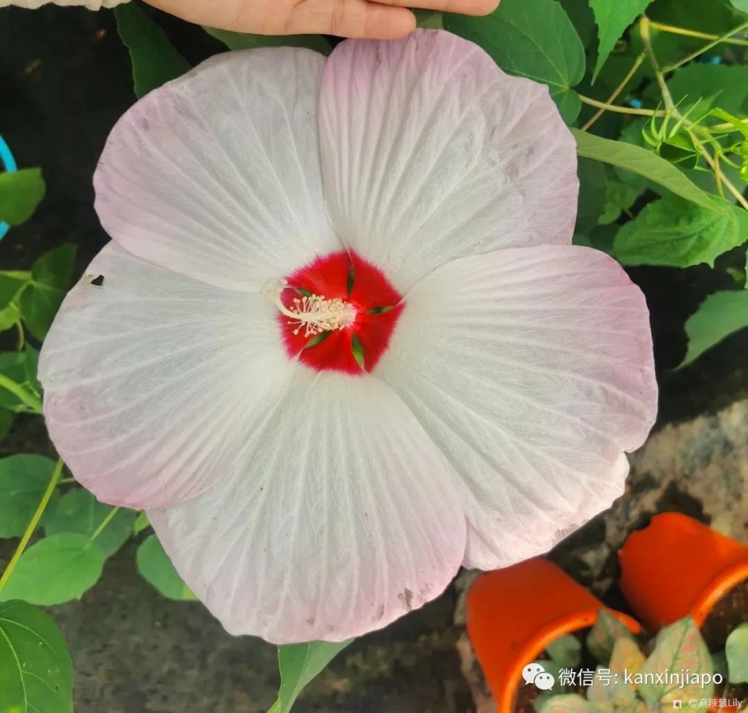 扶桑、木槿、大紅花...原來都是同一種花！還是馬國和韓國的國花