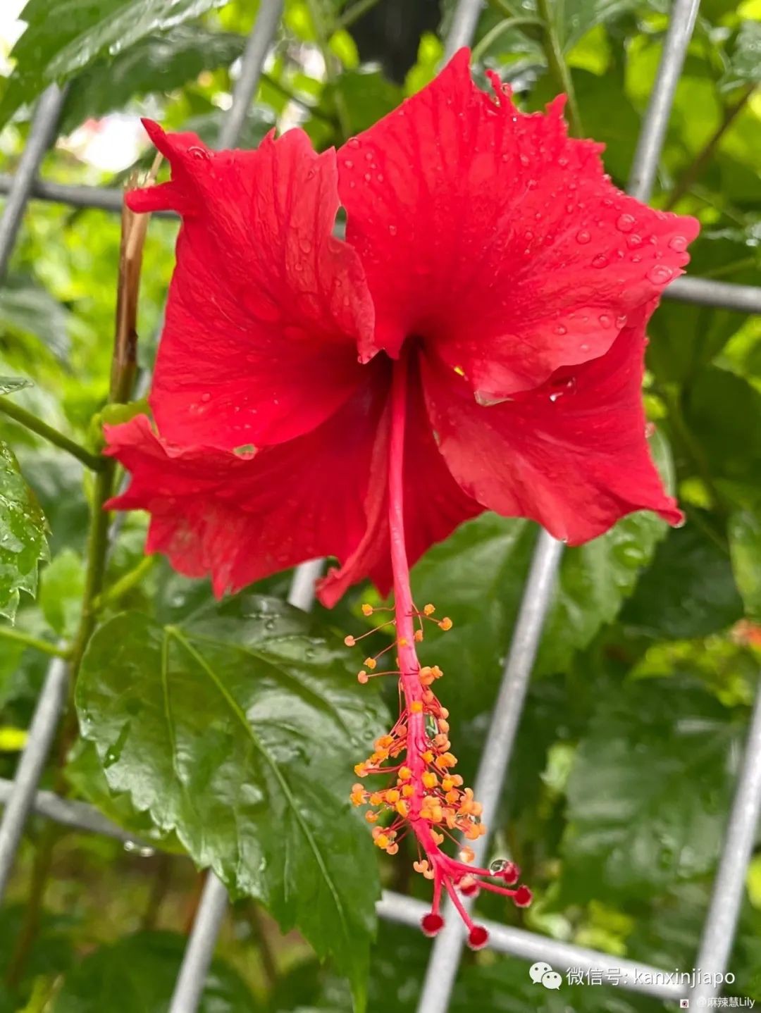 扶桑、木槿、大紅花...原來都是同一種花！還是馬國和韓國的國花