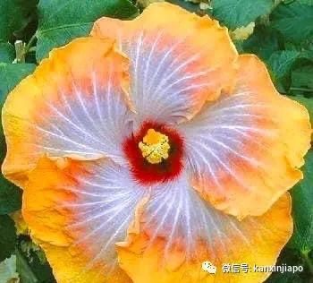 扶桑、木槿、大紅花...原來都是同一種花！還是馬國和韓國的國花