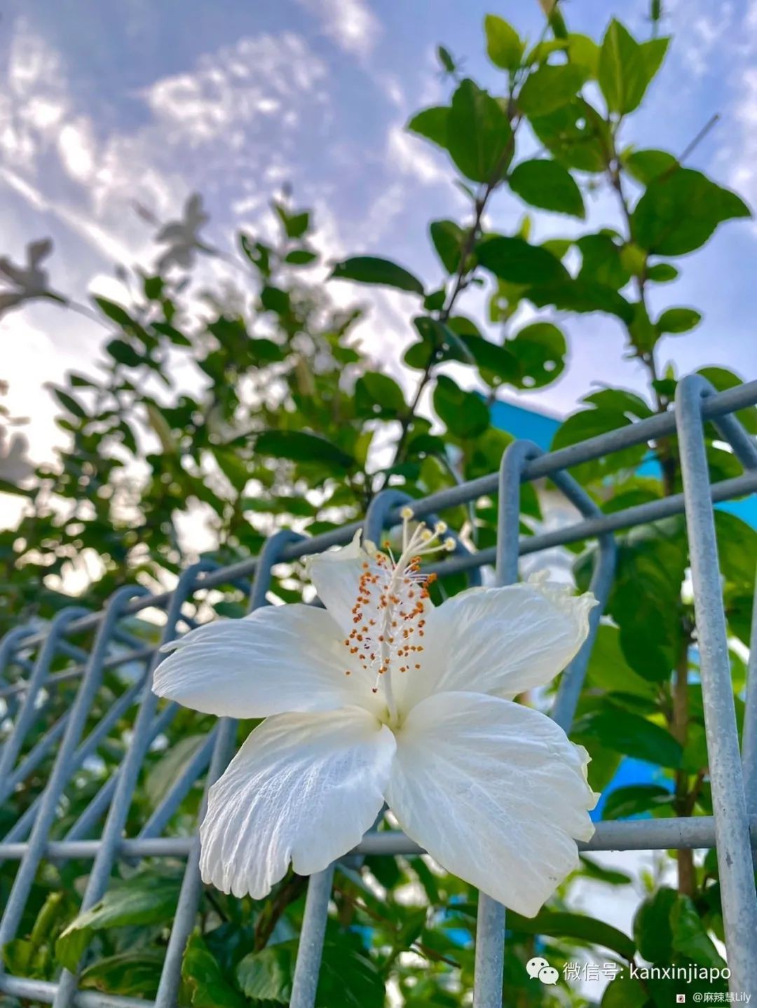 扶桑、木槿、大紅花...原來都是同一種花！還是馬國和韓國的國花