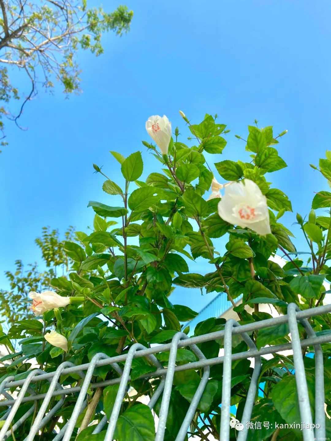 扶桑、木槿、大紅花...原來都是同一種花！還是馬國和韓國的國花